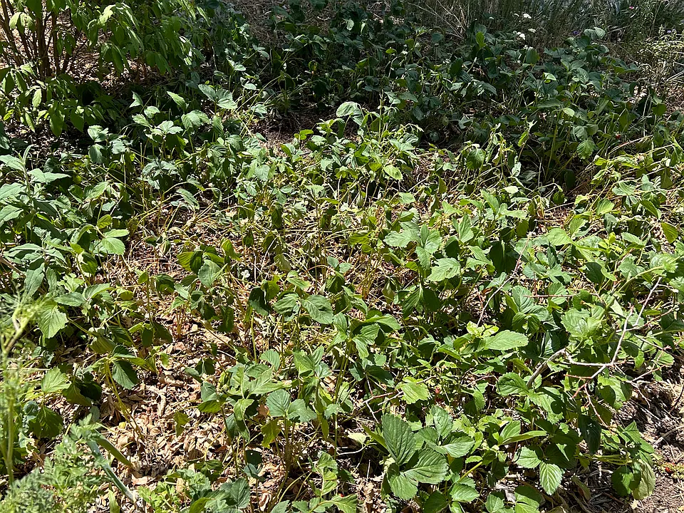 Strawberry patch tomato plants tomato plants
