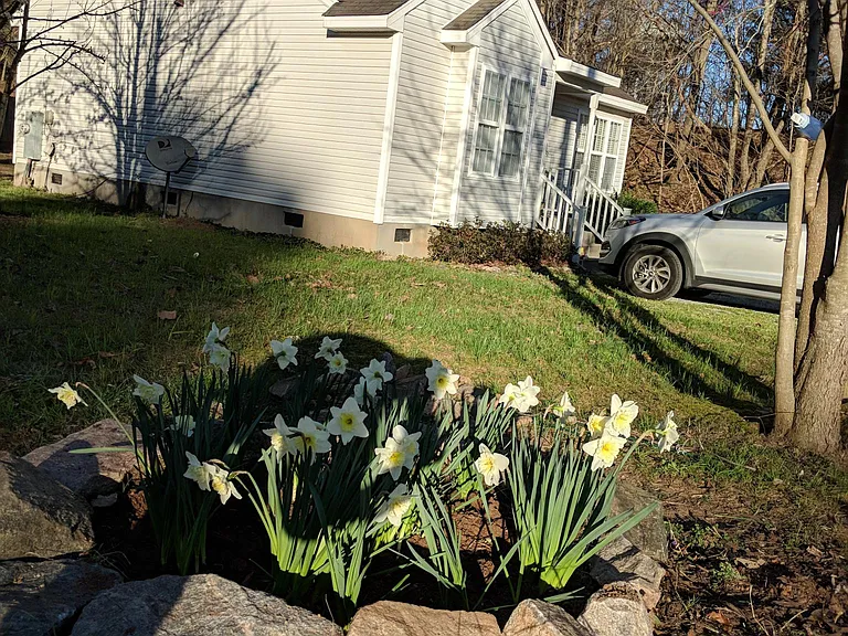 Daffodils in the spring