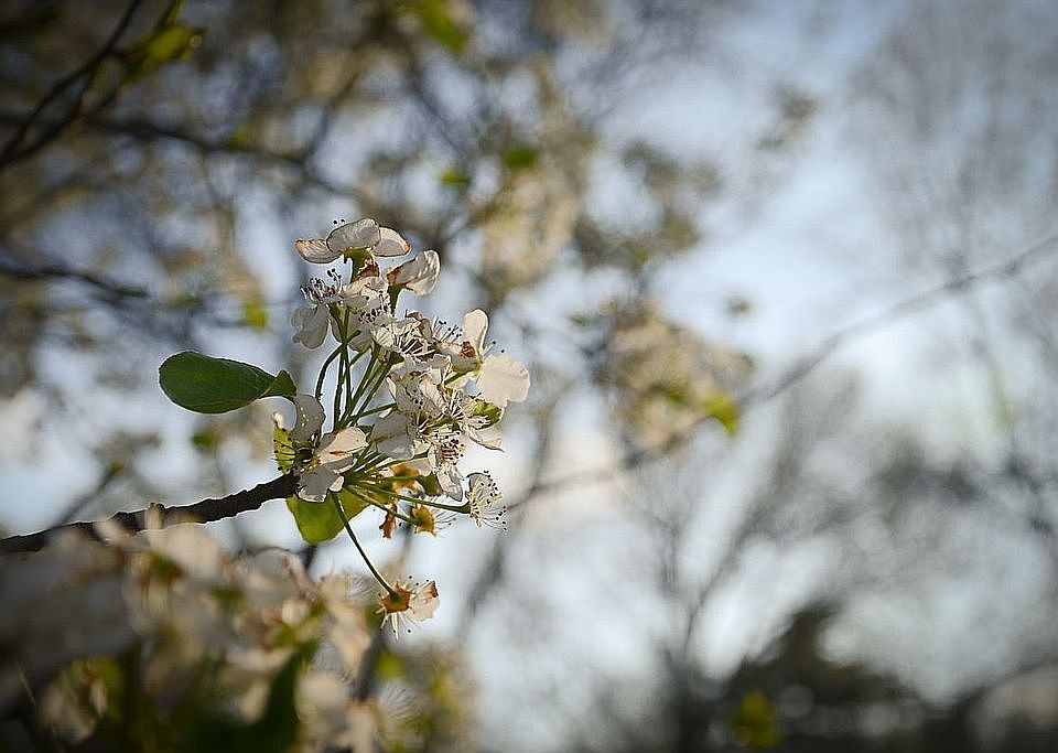 Beautiful Blooming Trees