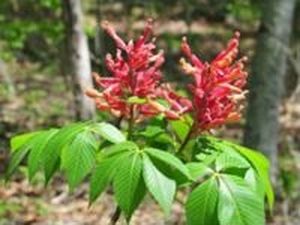 476 White Oak Rd NW, Cleveland, TN, 37312