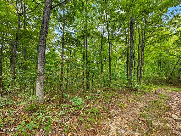 2nd image of 31 Timber Ridge Ln