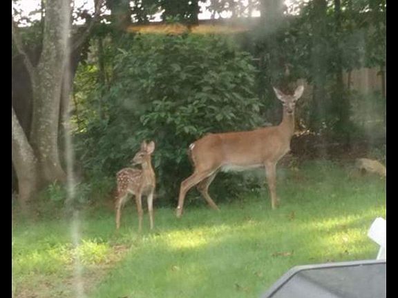 Taken from back porch.