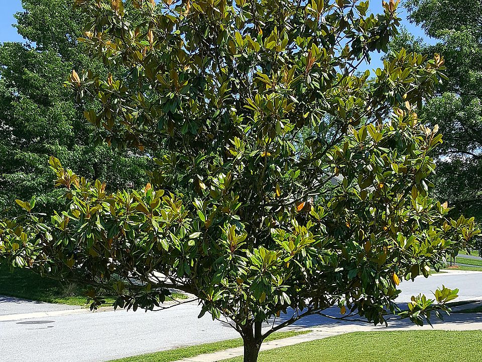 2nd image of 6140 Golden Bell Way