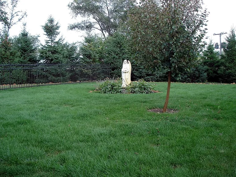 Back yard