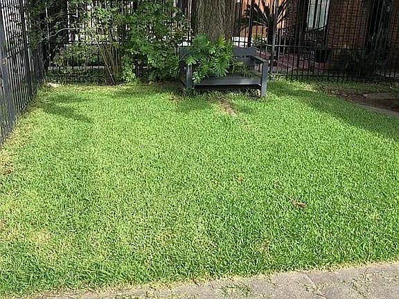 Front yard