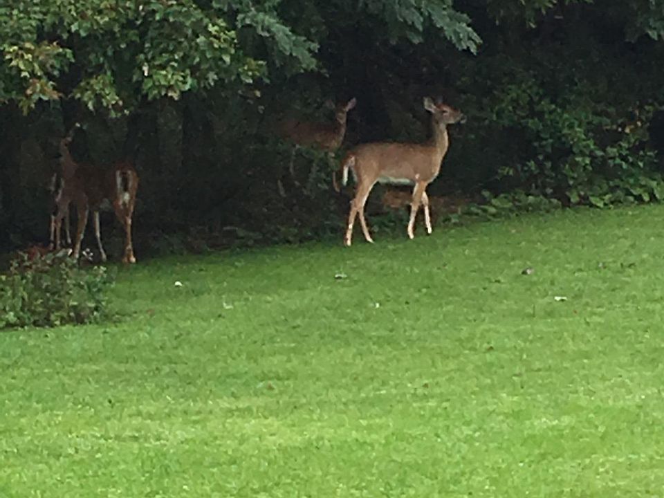 Enjoy the backyard scenery!!