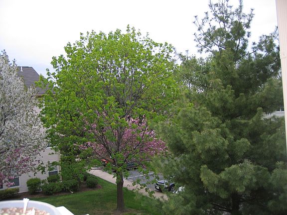 View from Deck