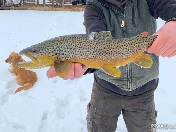5th image of 69 Mt Massive Trout Club