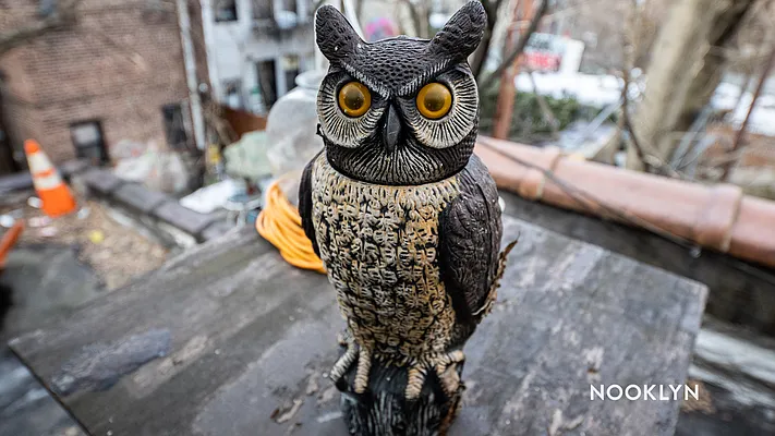 Rented by Nooklyn NYC LLC | media 2