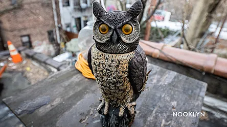 Rented by Nooklyn NYC LLC