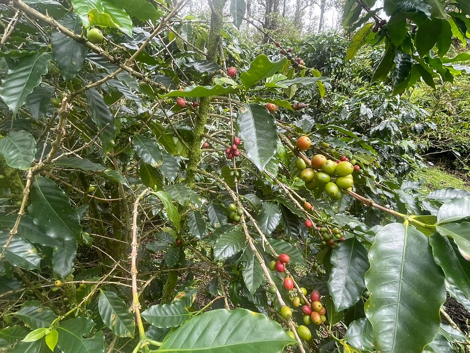 1st image of Kokokahi Rd Lot 36