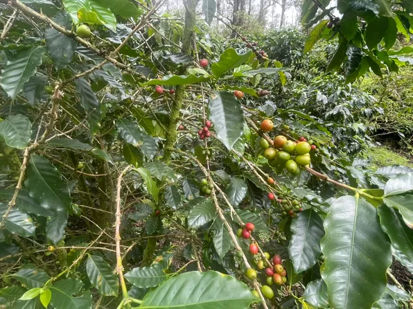 Kokokahi Rd Lot 36, Volcano, HI 96785
