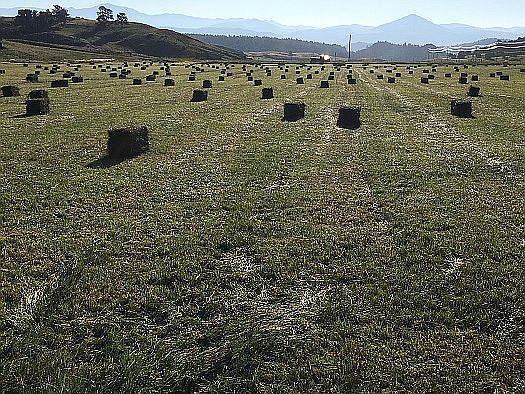 Hay Rows, Pikes Pk, Pisgah