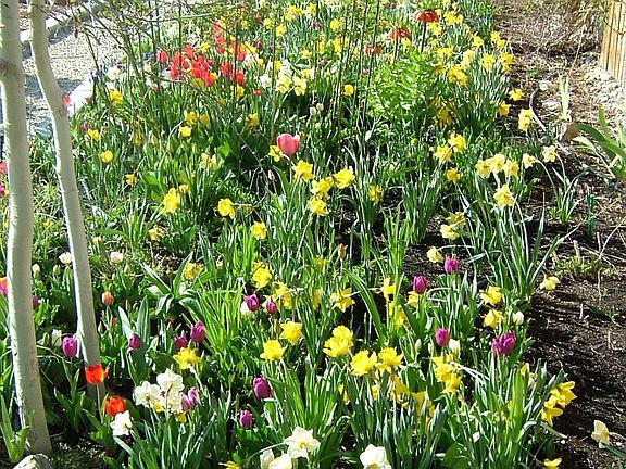 spring bulbs and perenials