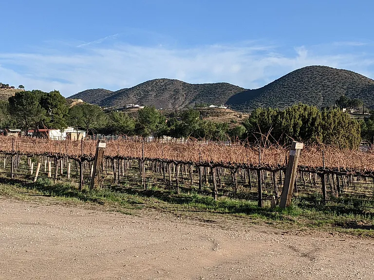 Vineyards down the hill (house is in the middle-left on hill above)