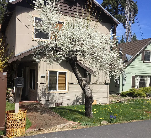 Front yard