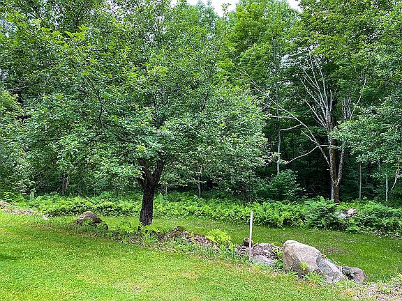 Apple tree in front