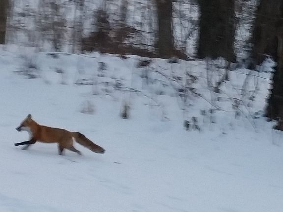 Fox backyard