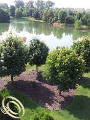 4th image of 49720 Parkside Dr