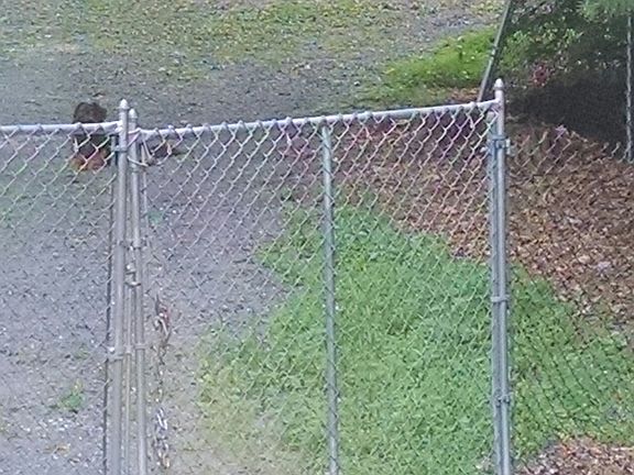 1.5 acres fenced property