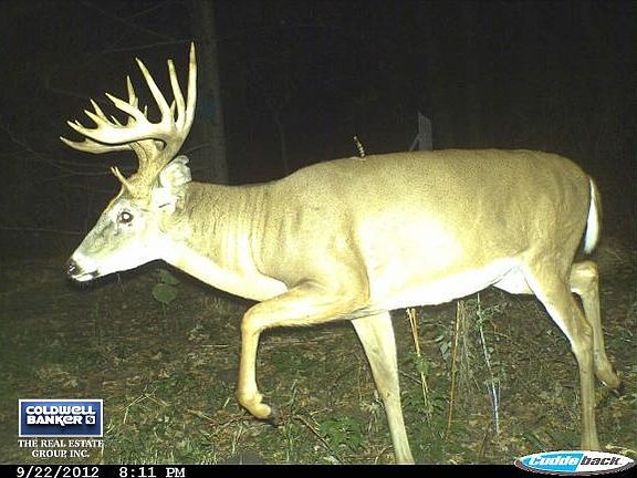 WHOA! Backyard Beauty!