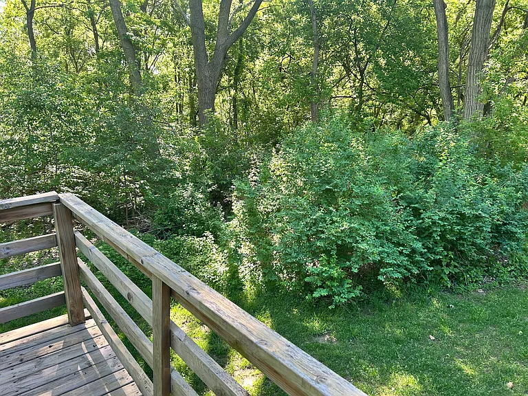 quiet wooded back yard