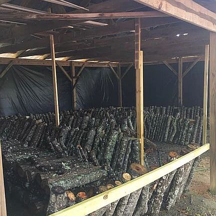 Shiitake mushroom farm