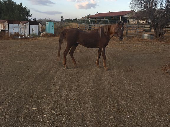 My old beloved mare roaming 