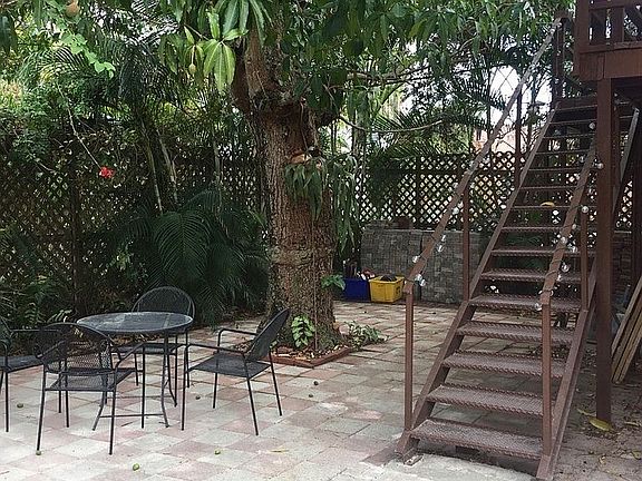 100 year old Mango Tree