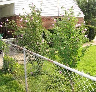 3rd image of 2120 Hazel Ave