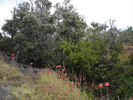 1st image of Walaka Dr Lot 26
