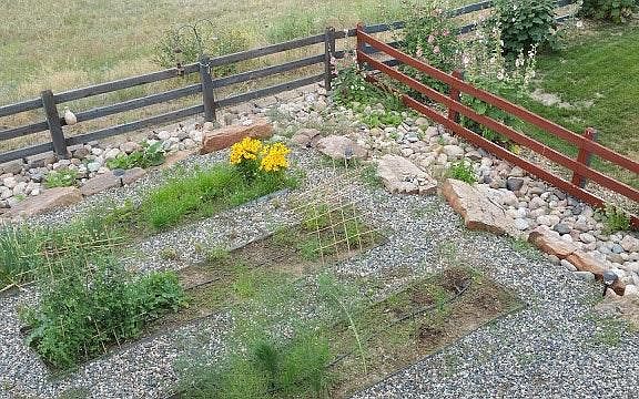 3 garden plots with Asparagus, garlic chives and other peren