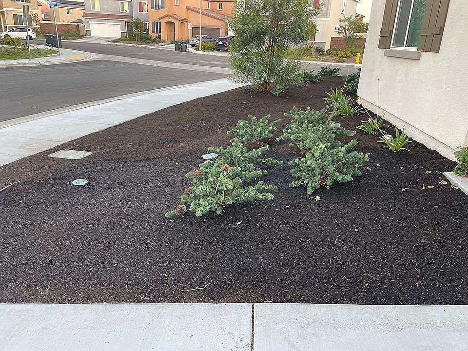 2nd image of 29177 Dune Primrose