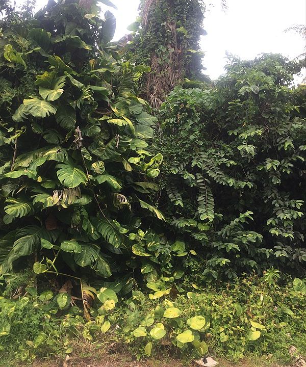 2nd image of N Opihi St