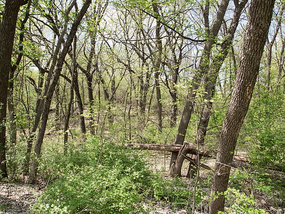 1.28 Acre lot with woods