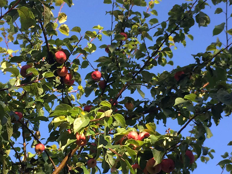 Apple tree right outside the front door