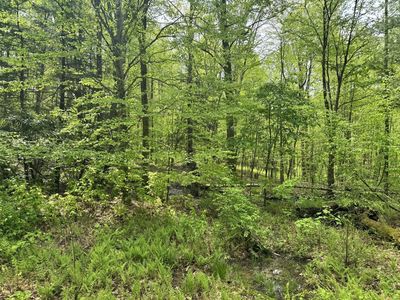 Route 1/1 Off Jettsville Rd, Richwood, WV, 26261