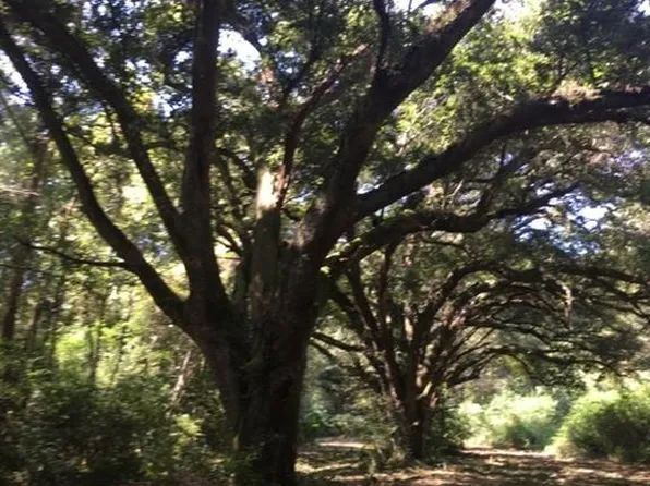 Neal Acres Rd, Loranger, LA 70446