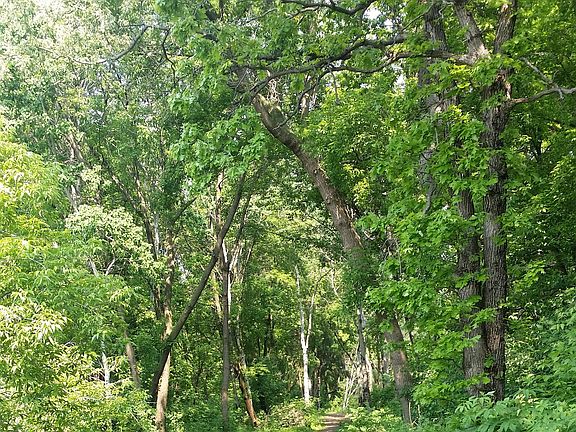 Path to Parkside Park