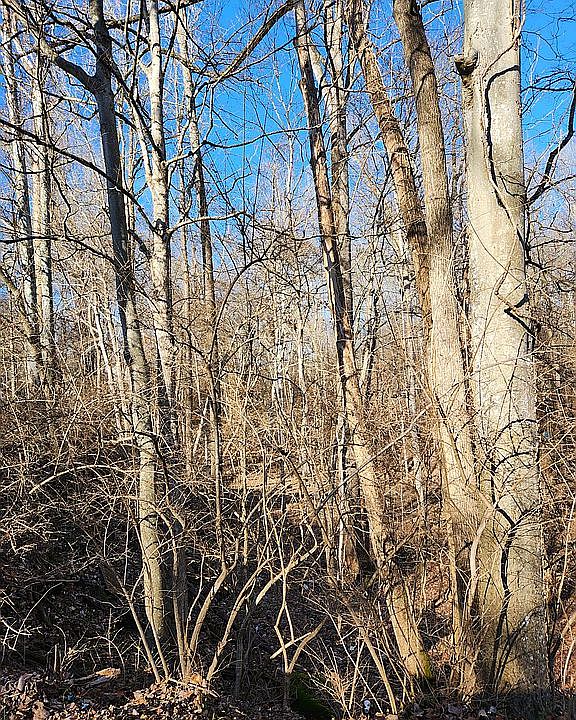 2nd image of Mossrose Rd