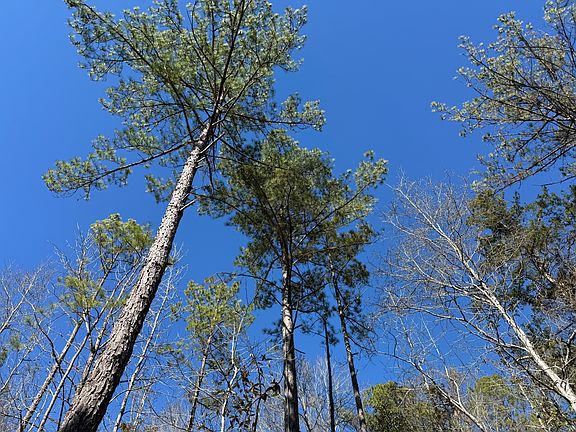 4th image of Magnolia Al Magnolia Al