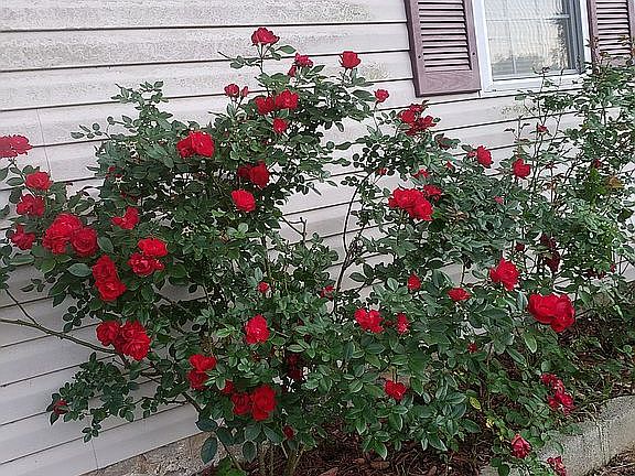 Knockout Rose's never disappoint