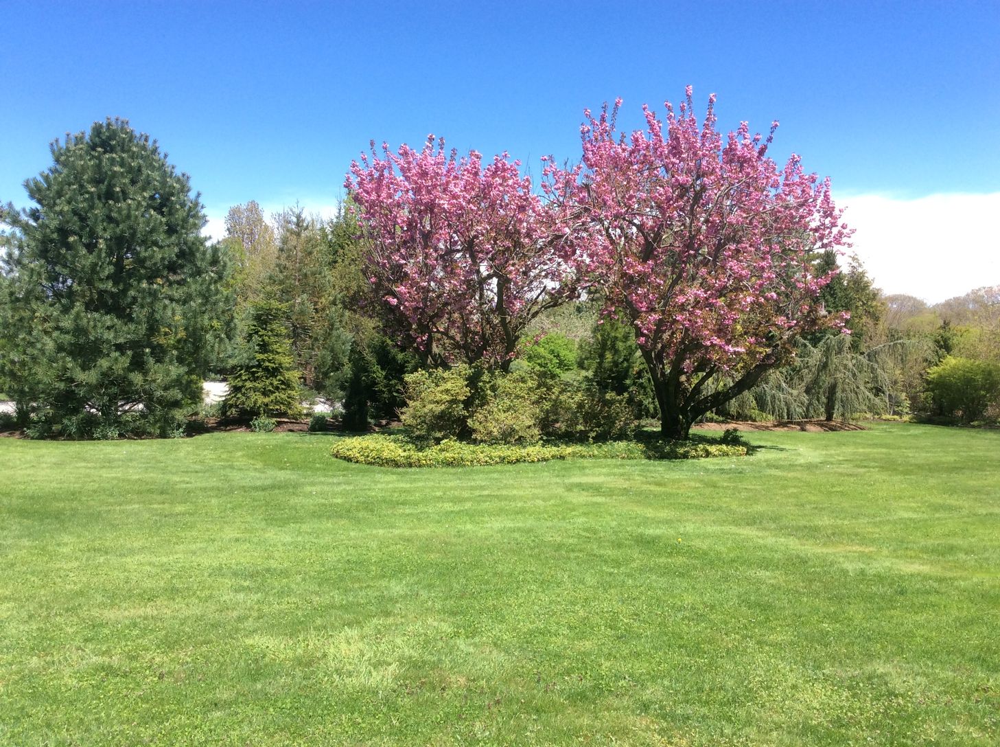  Mature Landscaping