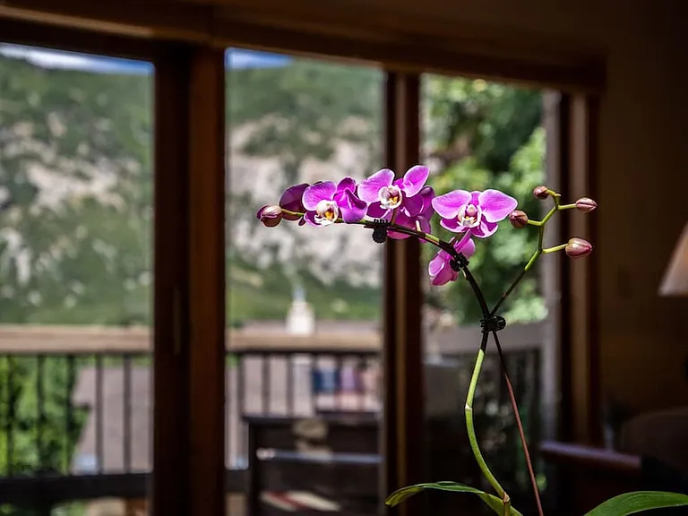 Window View