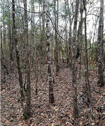 3rd image of 333 Crawfish Cabin St