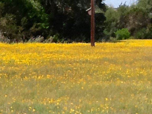 Field by cabin in the spring