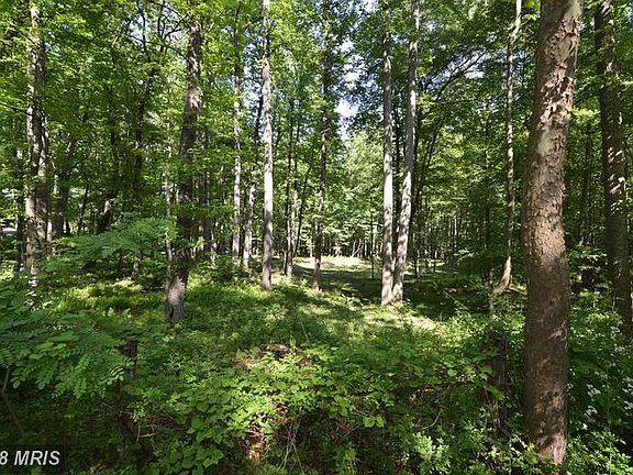 Lush trees and vegetation- the PERFECT home oasis