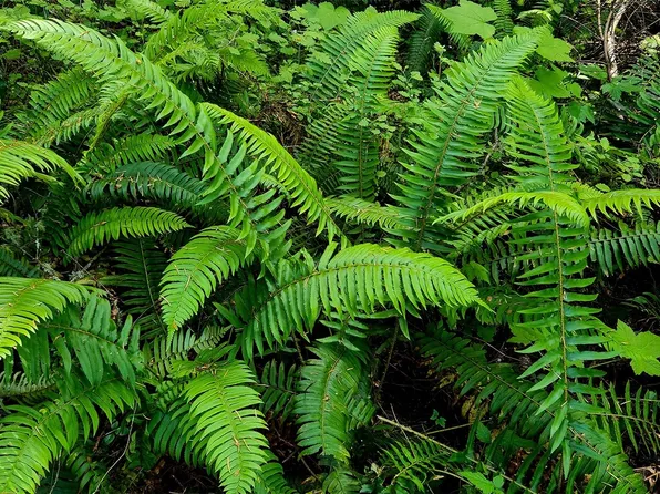 3626 Mud Bay Road, Lopez Island, WA 98261