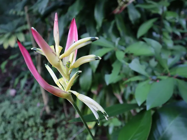 Tropical flowers on the land.