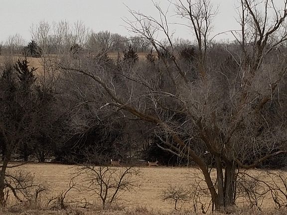 Deer in small pasture 